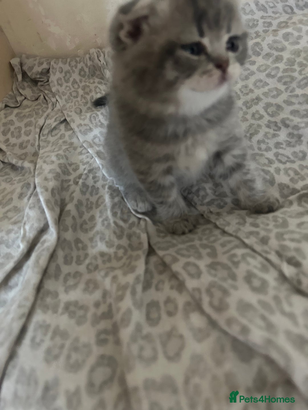 Scottish Fold cats for sale: Scottish fold kittens ready for reservation. - Image 11