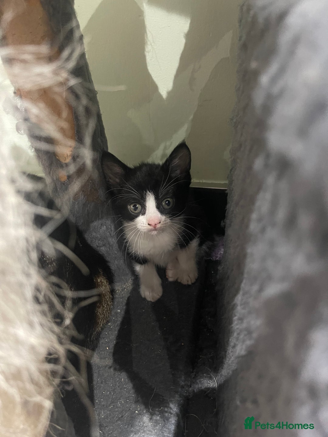 Mixed Breed cats for sale: BEAUTIFUL KITTENS  - Image 11