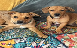 Mixed Breed dogs for adoption: Meet Gecko – a one-of-a-kind little sweetheart - Image 2
