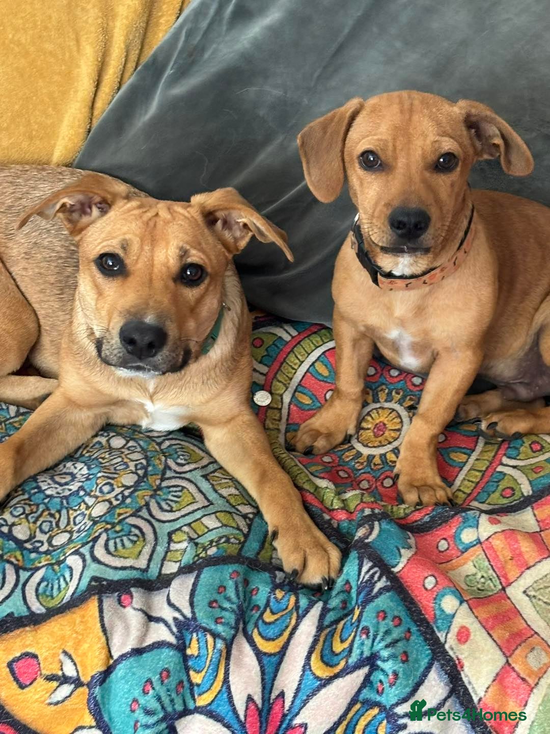 Mixed Breed dogs for adoption: Meet Gecko – a one-of-a-kind little sweetheart - Image 2