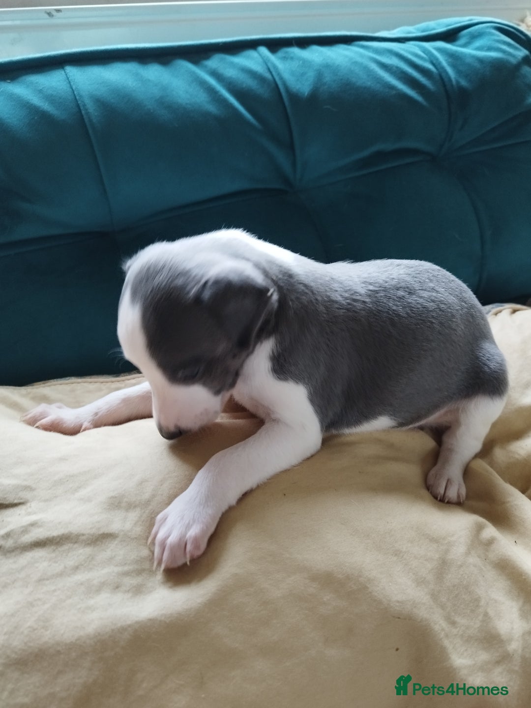 Whippet dogs for sale: Beautiful KC registered whippet puppies  - Advert 8