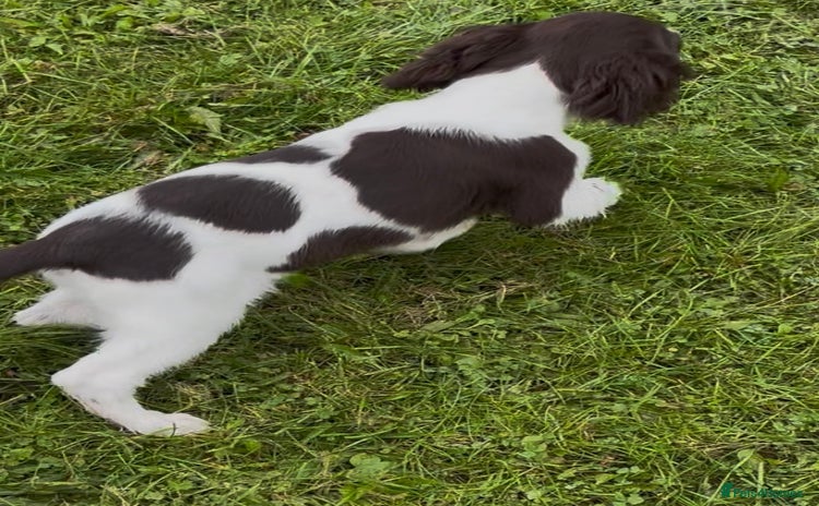 English Springer Spaniel dogs - Advert 12