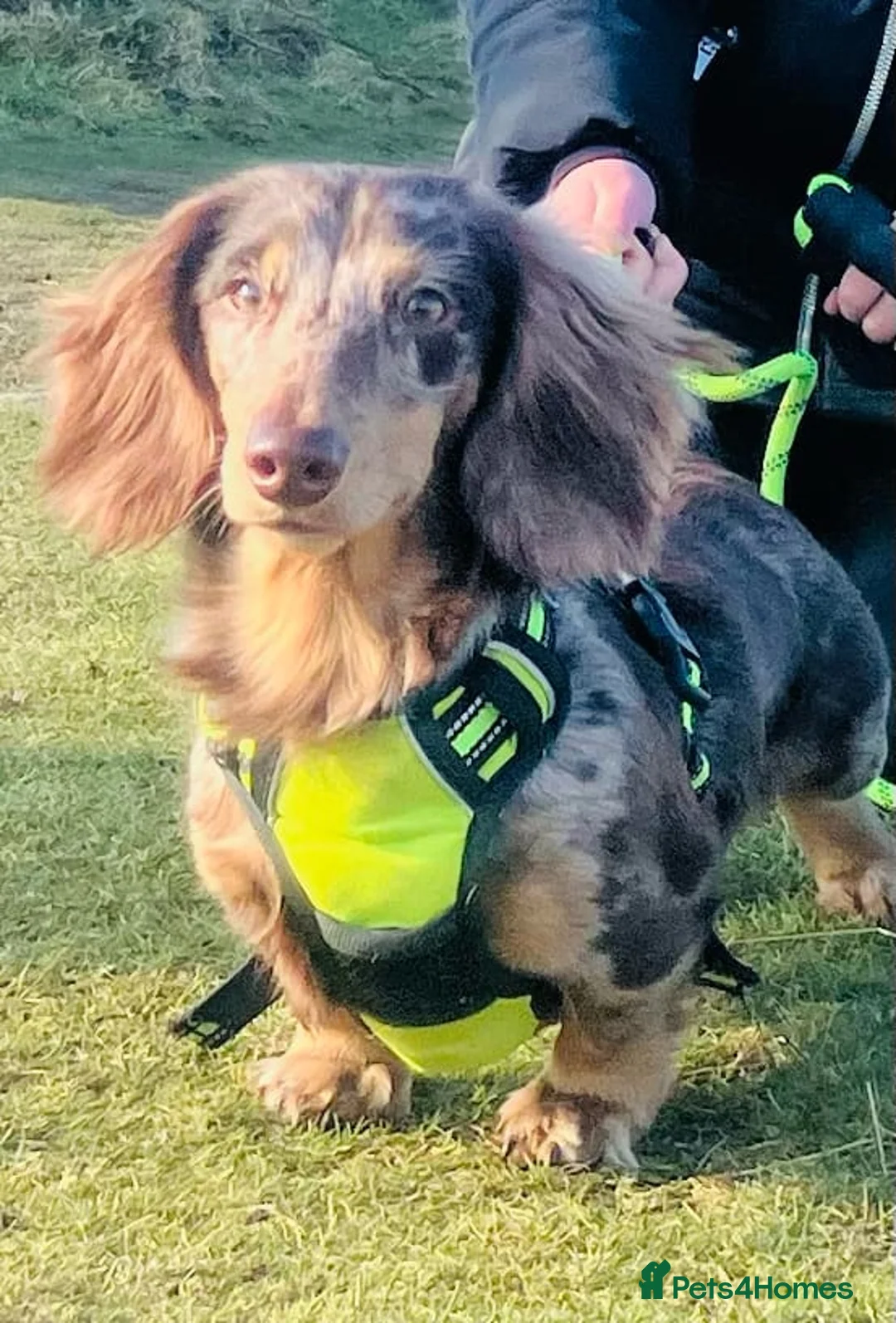 Miniature Dachshund dogs for stud: KC Reg Long Haired Choc Dapple Miniature Dachshund in Gunnislake - Advert 6