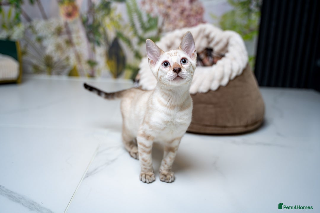 Bengal cats for sale: GOOBER-Snow Lynx Pure Bengal-TICA REG.-Playful boy - Advert 14