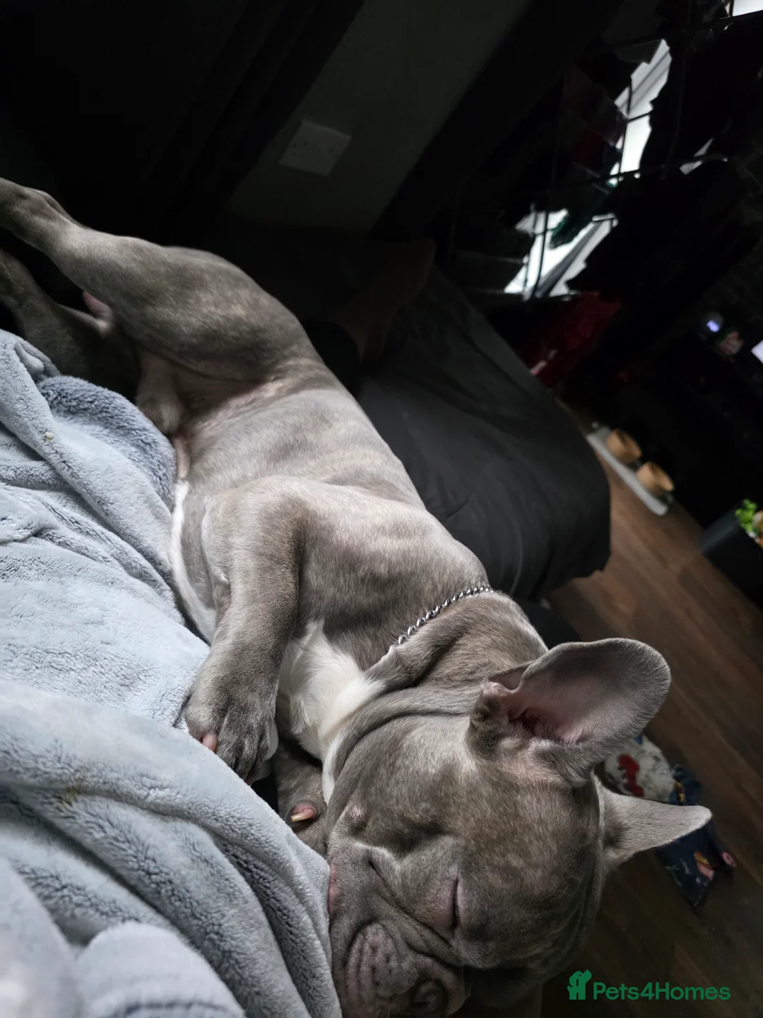 French Bulldog dogs for sale: French bull dog  - Advert 1