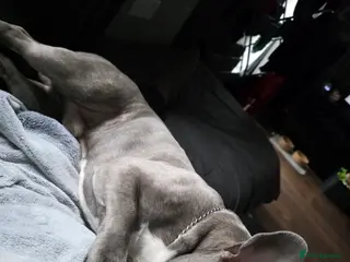 French Bulldog dogs French bull dog - Advert 1