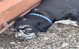 Cockerdor dogs for sale: Beautiful cockador puppys for sale  - Image 5