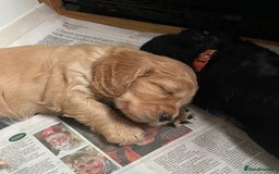 Cocker Spaniel dogs for sale: Working Cocker Spaniels - Image 5