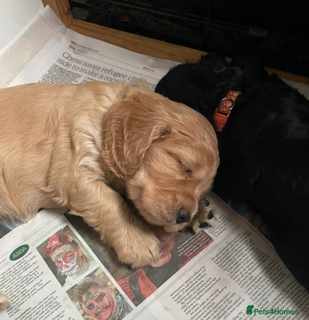 Cocker Spaniel dogs for sale: Working Cocker Spaniels - Image 5