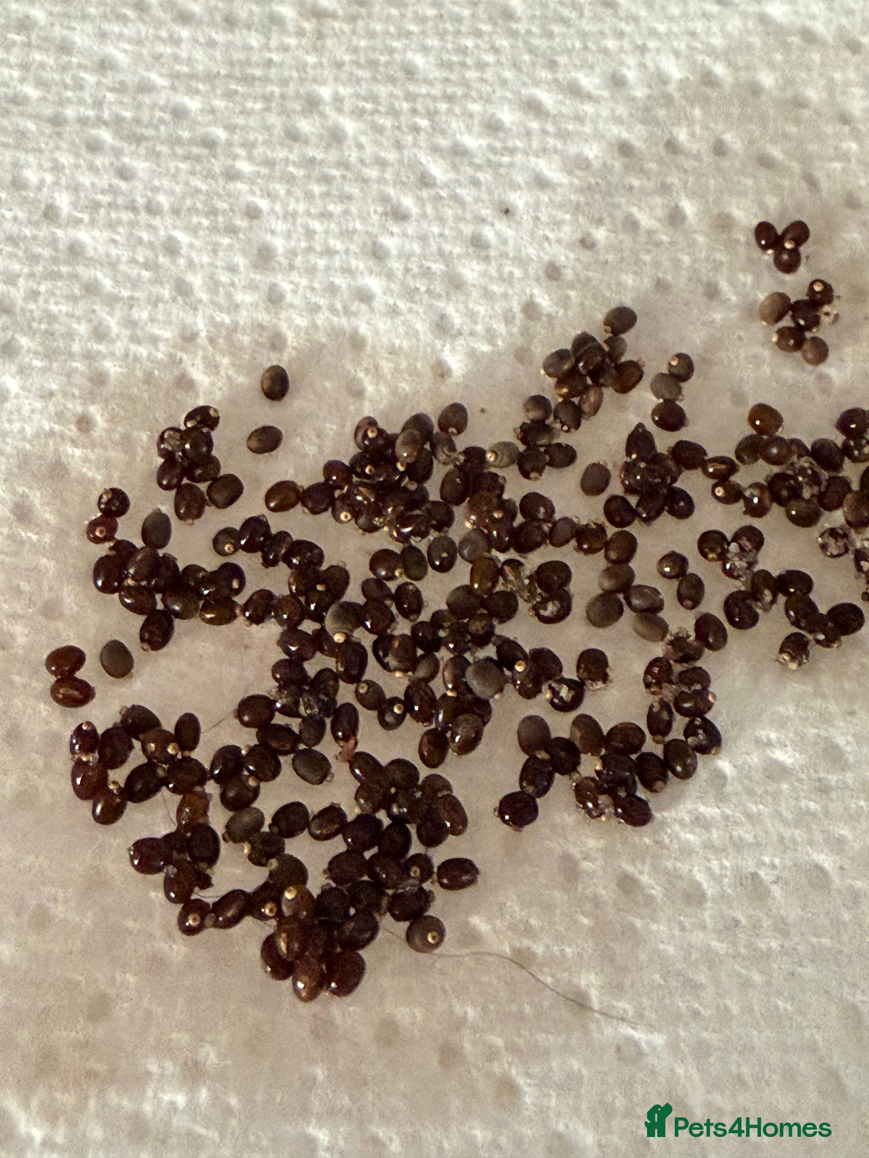 Stick Insects invertebrates Indian stick insect eggs  - Advert 7