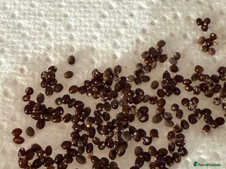 Stick Insects invertebrates Indian stick insect eggs - Advert 7