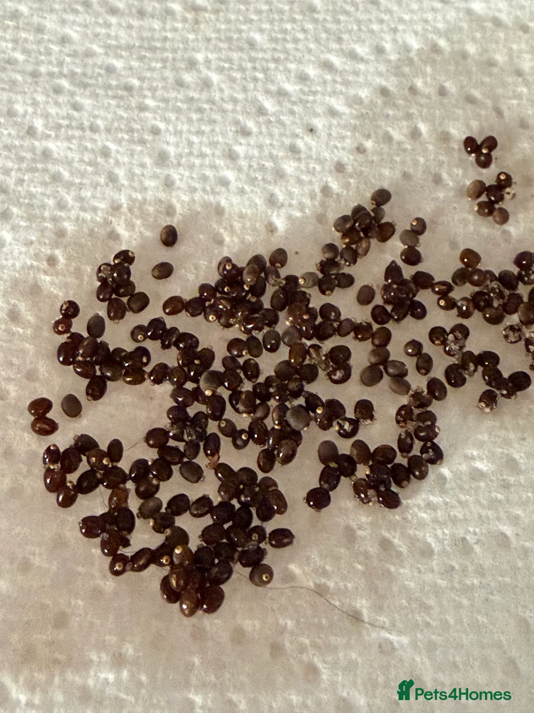 Stick Insects invertebrates for sale: Indian stick insect eggs  - Advert 1