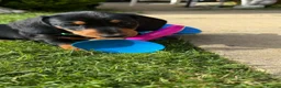 Miniature Dachshund dogs for sale: Miniature short haired Dachshund Puppy’s - Advert 16