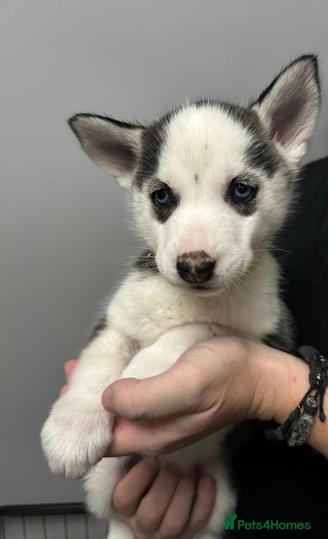 Siberian Husky dogs for sale: Beautiful Husky Puppies – Ready in 2 Weeks!  - Advert 11