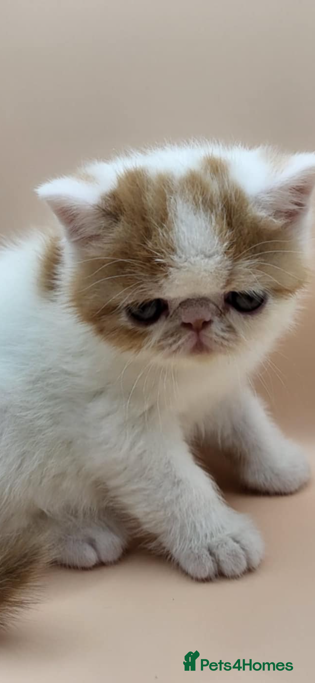 Exotic cats for sale: Exotic kittens  - Advert 22