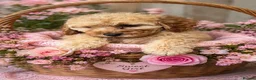 Standard Poodle dogs for sale:  miniature poodle puppy’s  - Advert 3
