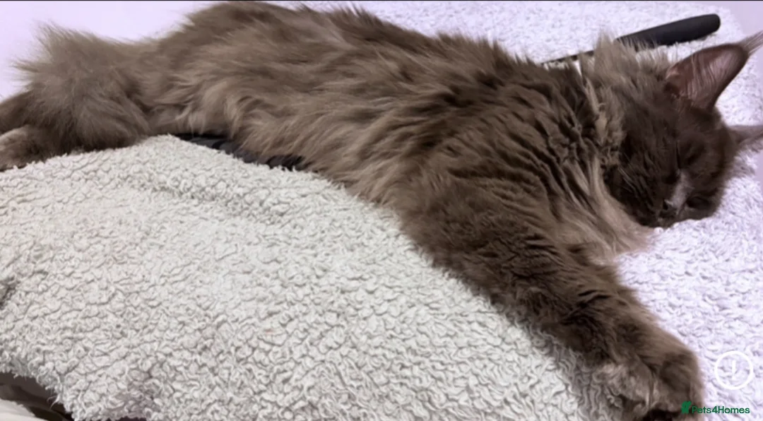 Maine Coon cats for sale: XXL Maine coon kittens  - Advert 11