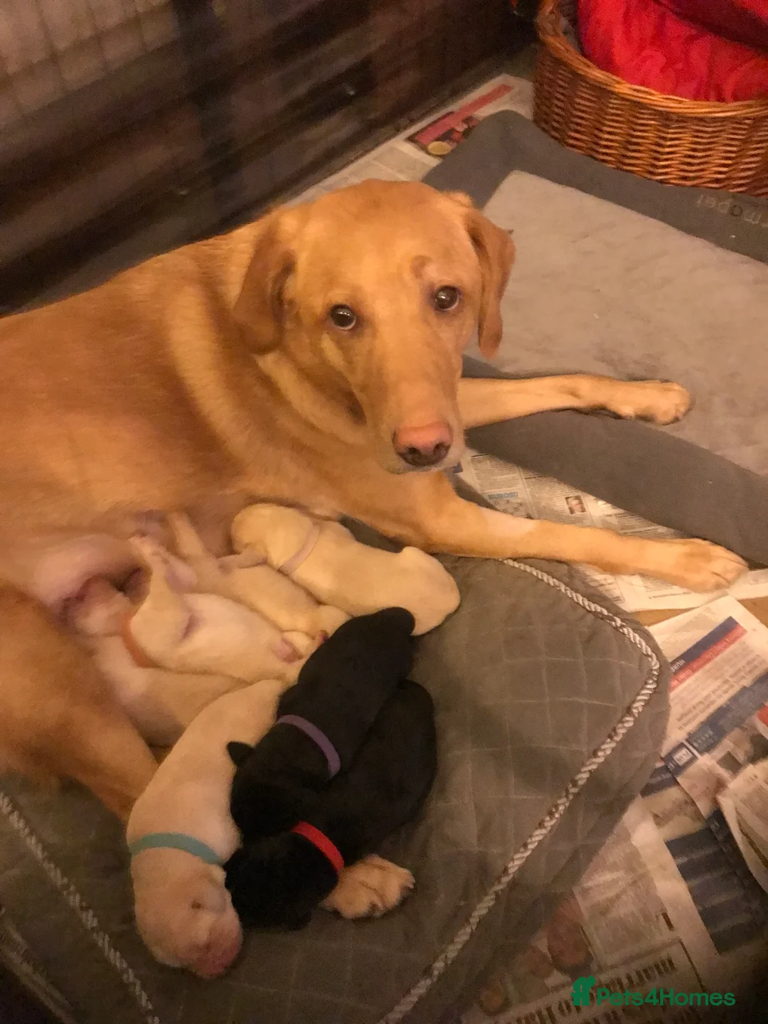 Labrador Retriever dogs for sale: KC Labrador Puppies from top line - Advert 2