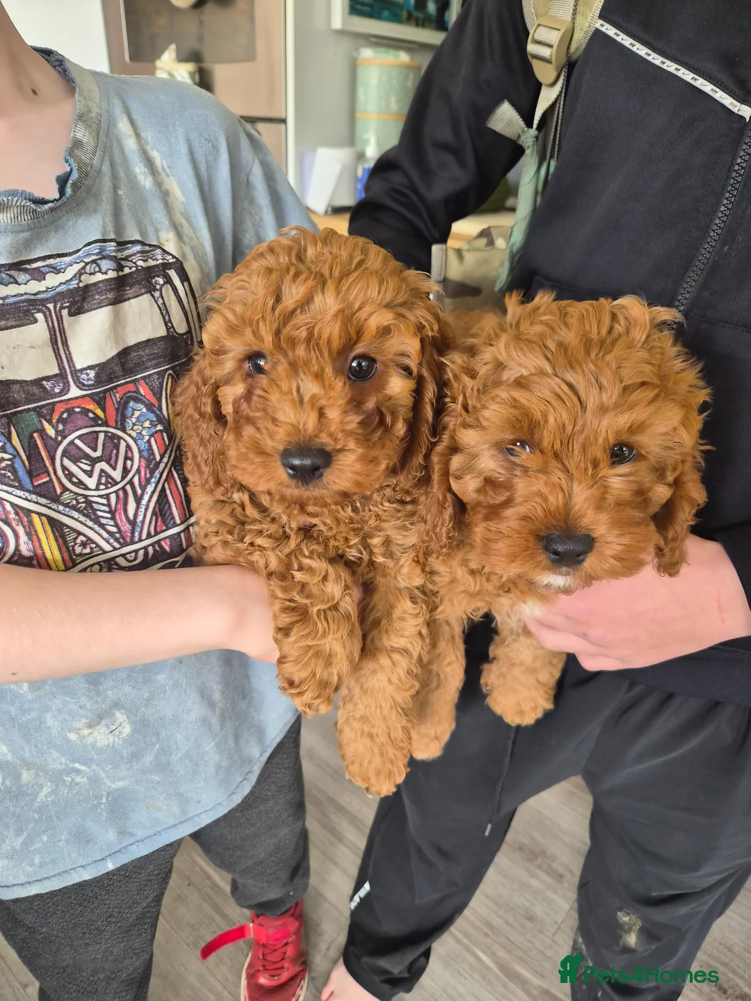 Cavapoo dogs for sale: ** Only 2 Left ** Adorable Red F1B Cavapoo puppies - Advert 1