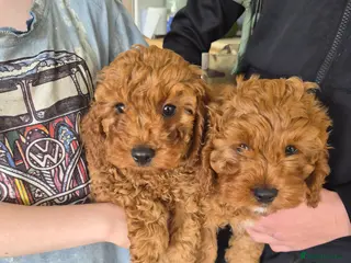 Cavapoo dogs ** Only 2 Left ** Adorable Red F1B Cavapoo puppies - Advert 1