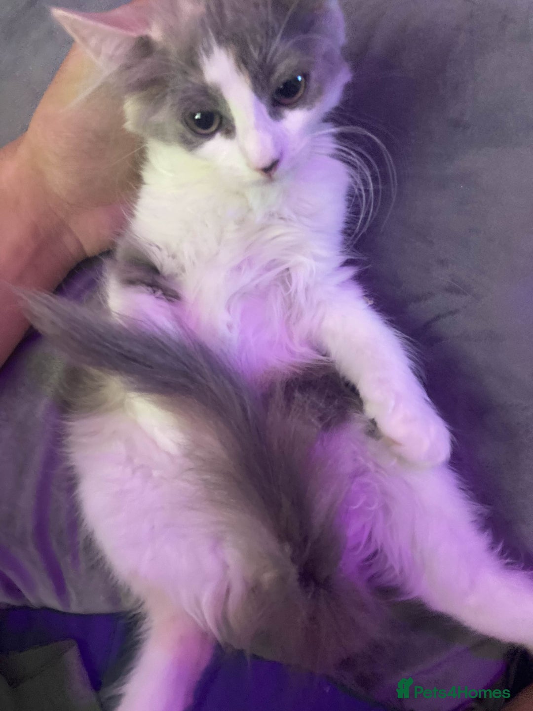 British Longhair cats for sale: Grey cute British Longhair male  - Image 8