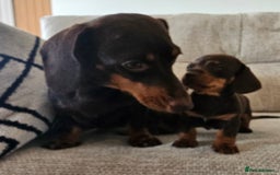 Miniature Dachshund dogs for sale: *CHAMPION LINES* Miniature Dachshund puppies - Image 13