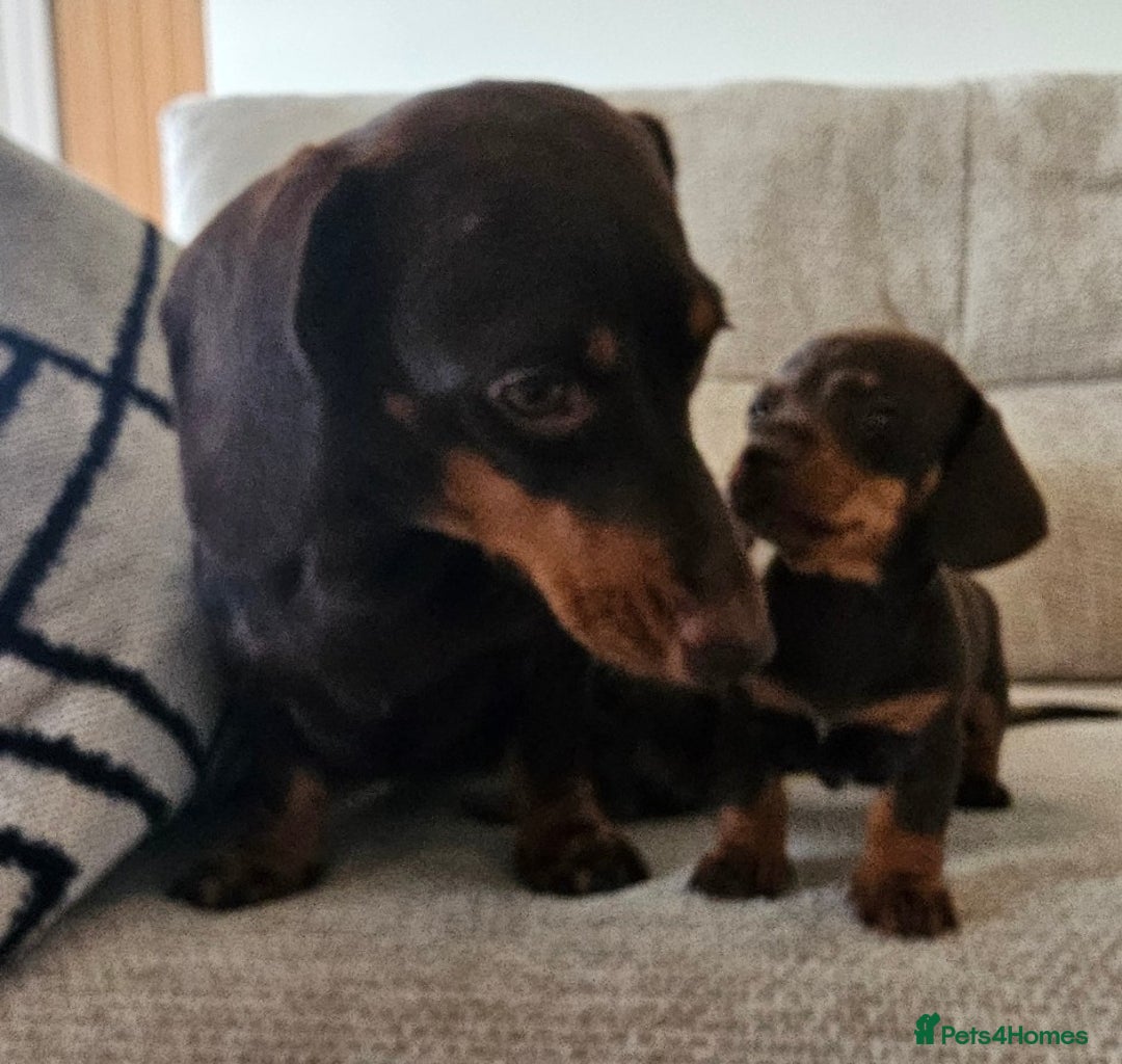 Miniature Dachshund dogs for sale: *CHAMPION LINES* Miniature Dachshund puppies - Image 13