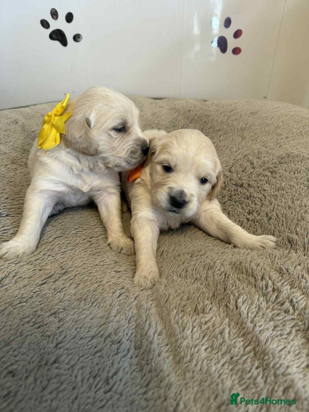 Golden Retriever dogs for sale: Stunning health tested Golden Retriever Puppies  - Advert 37