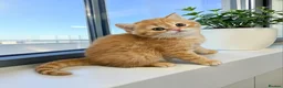 Scottish Fold cats for sale: Adorable Scottish Fold Straight Ear Tabby Kittens  - Advert 13