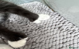 Maine Coon cats for sale: TICA registered large MaineCoon polydactyl kittens - Image 9