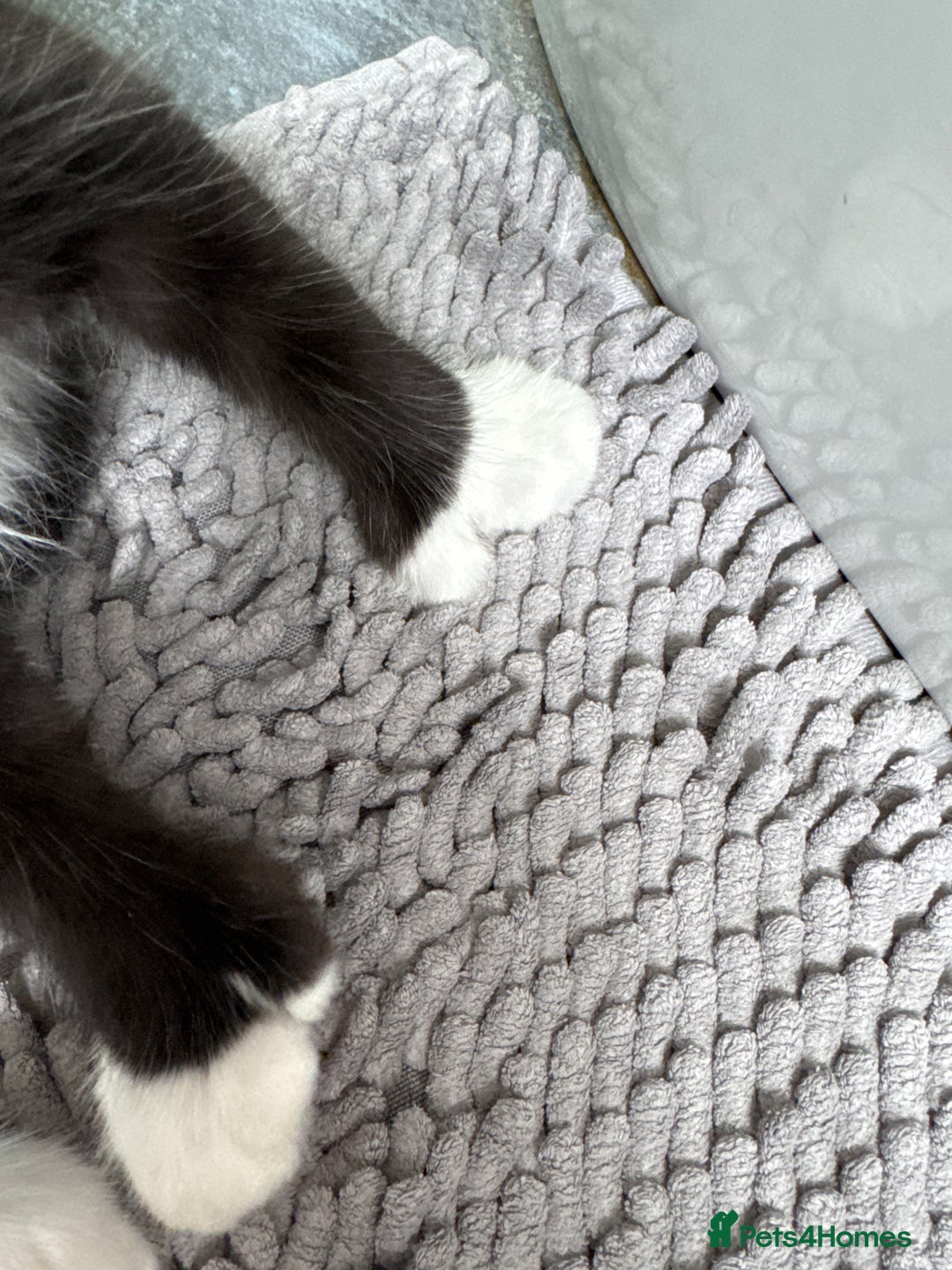 Maine Coon cats for sale: TICA registered large MaineCoon polydactyl kittens - Image 9