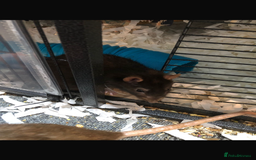 Rat rodents for sale: 3 in tact male rats - Image 3