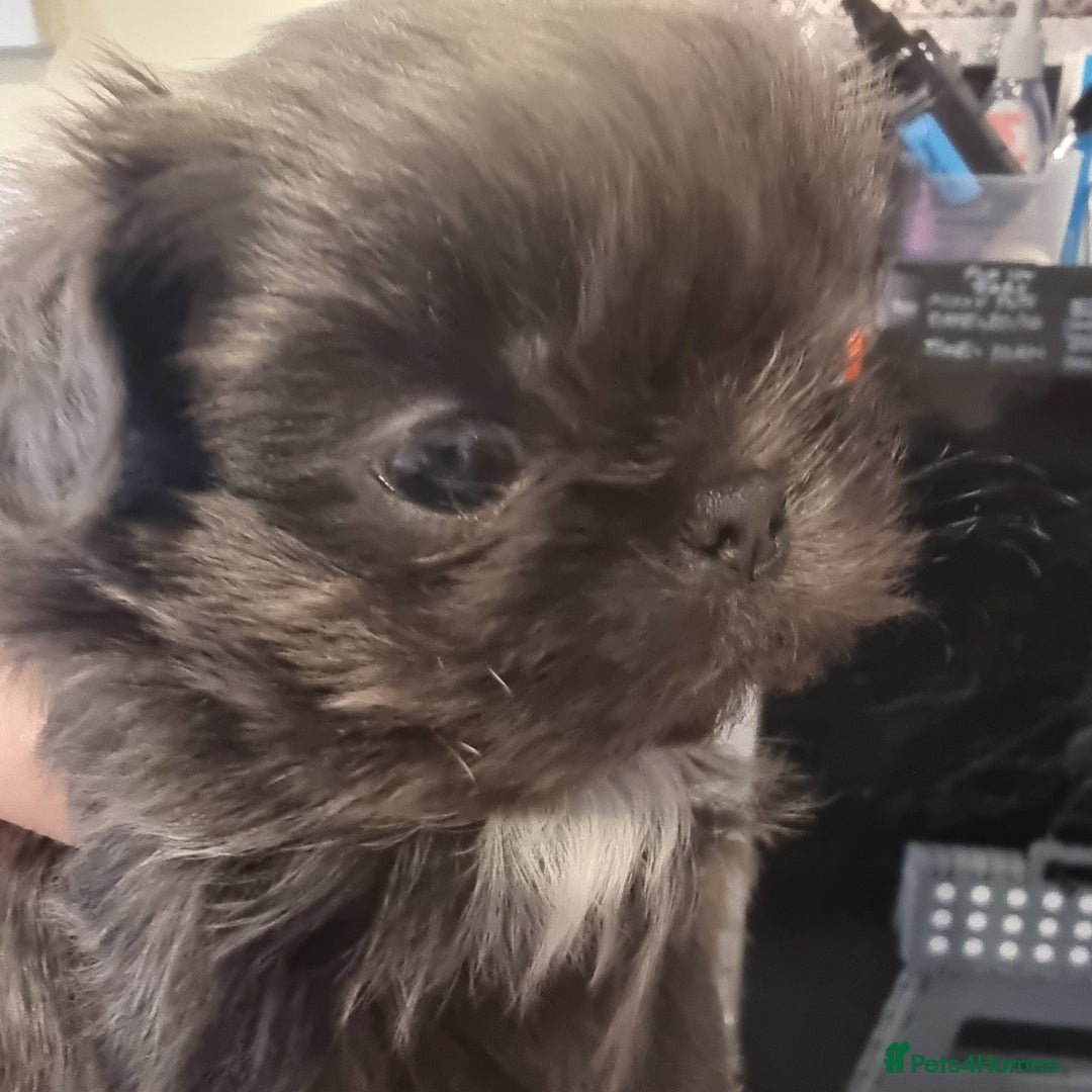 Shih Tzu dogs for sale: Kc reg stunning very tiny babies boys/girls - Image 35