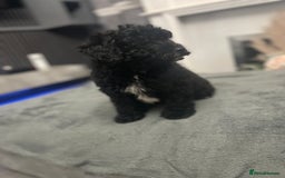 Cockapoo dogs for sale: Last cockapoo puppy left out of 6 - Image 2