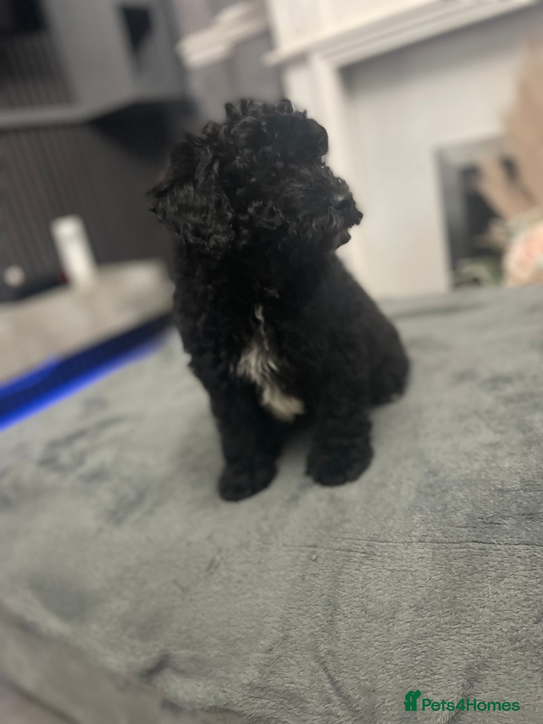 Cockapoo dogs for sale: Last cockapoo puppy left out of 6 - Image 2