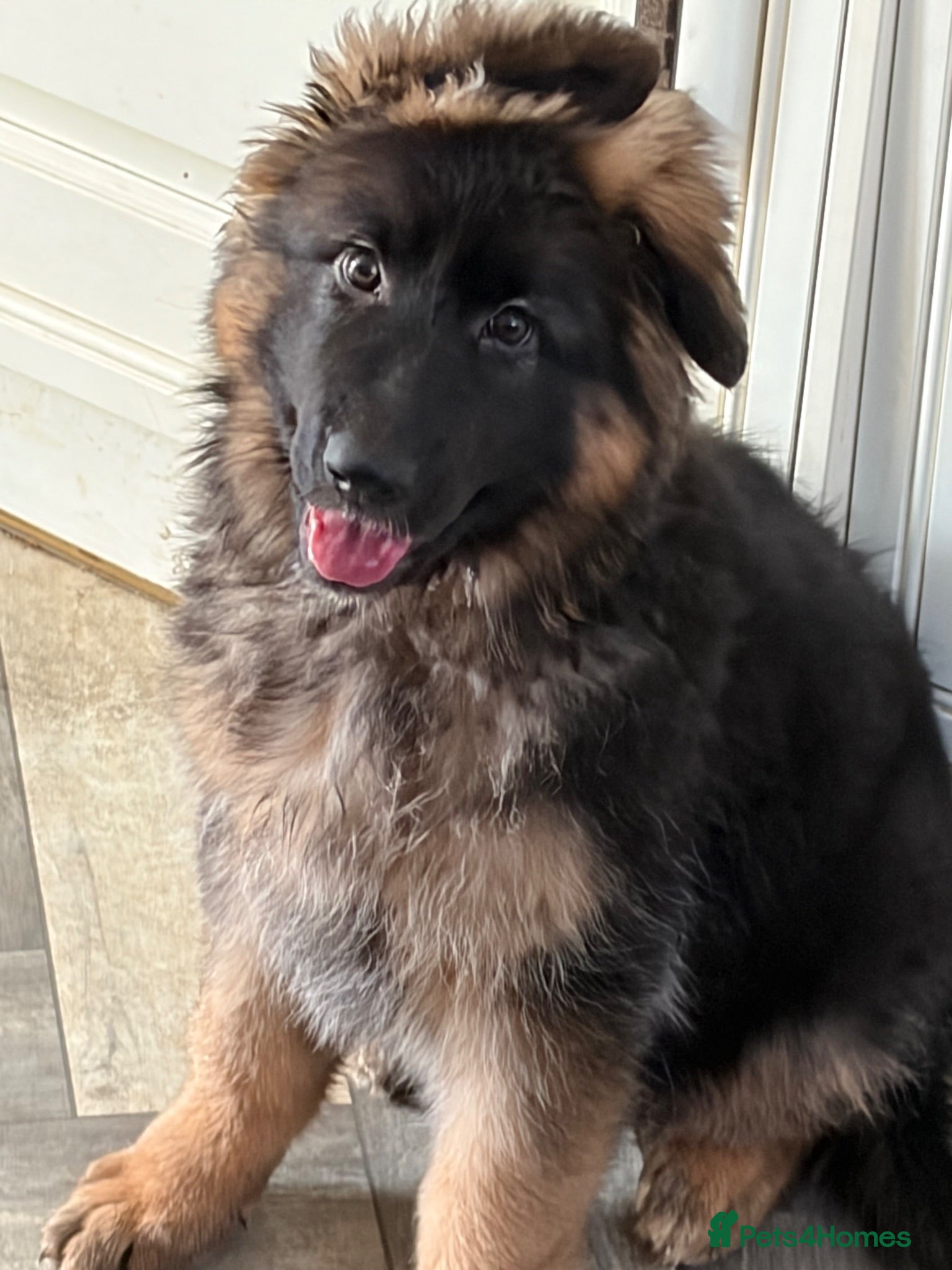 German Shepherd dogs stunning GSD female,new pics,vaccinated fully  - Advert 2