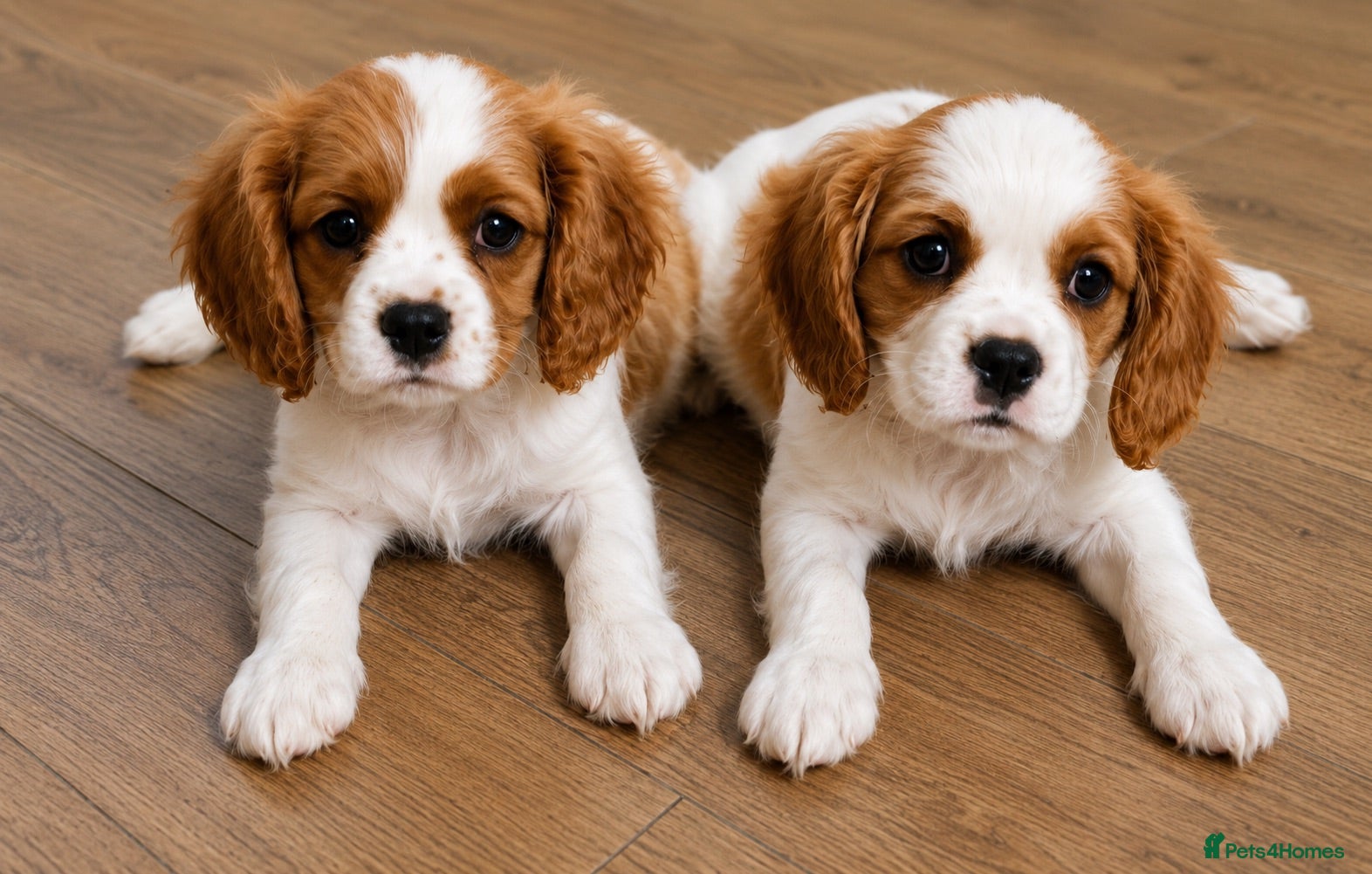 Cavalier King Charles Spaniel dogs KC REG HEREDITARY CLEAR  ready to leave !!!🎈🎈 - Advert 2