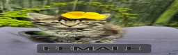 Domestic Shorthair cats for sale: 3 lovely and playful kittens  - Advert 9