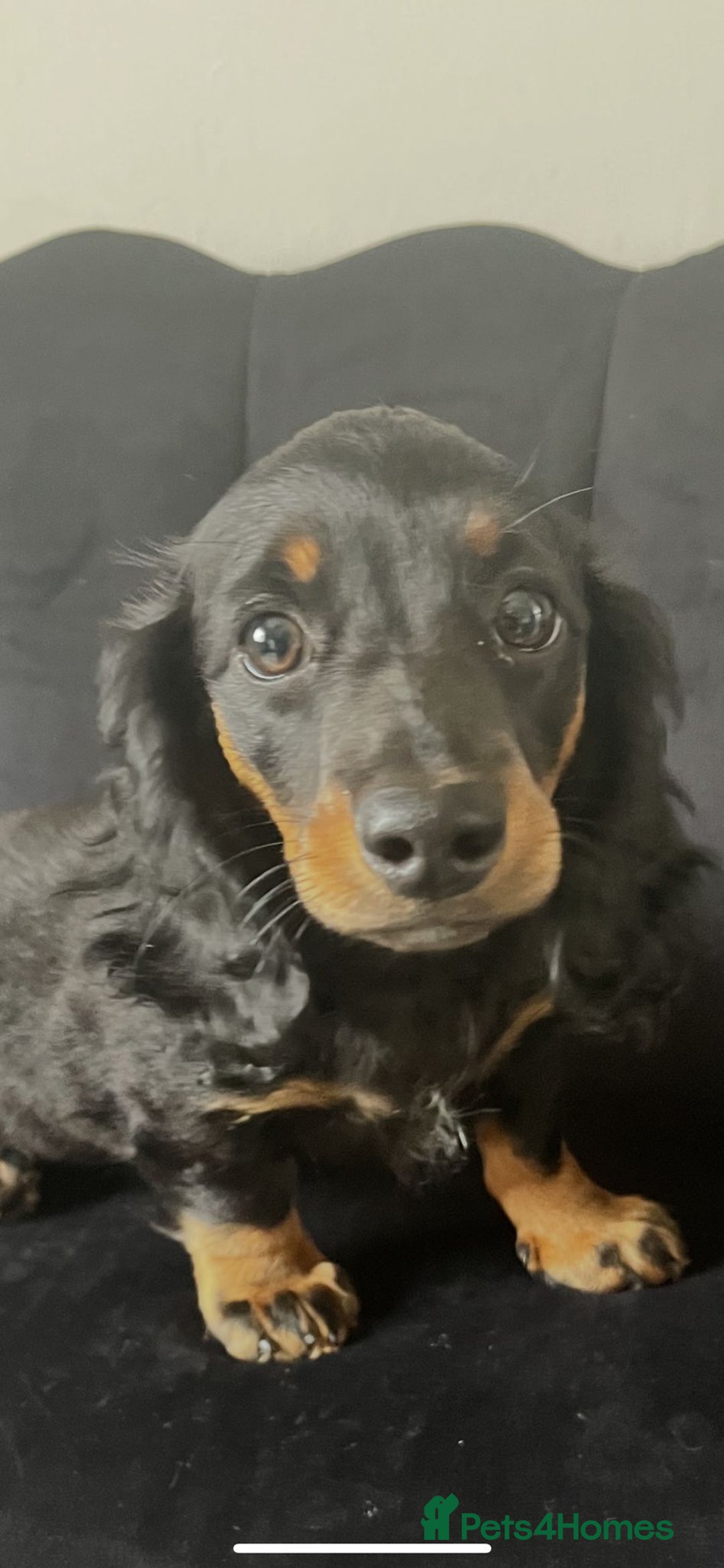 Miniature Dachshund dogs for sale: Adorable miniature dachshund long hair fully vac - Image 1