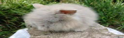 Lionhead rabbits for sale: Stunning DM lionhead baby rabbits - Advert 2