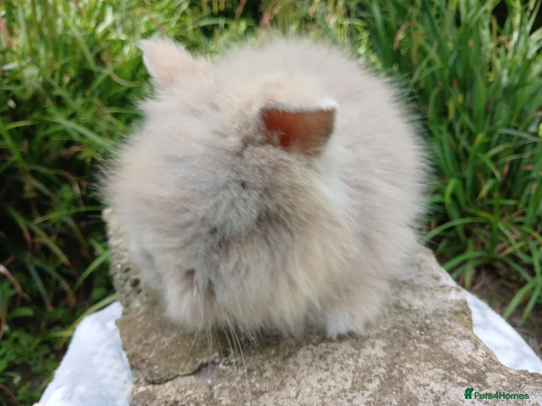 Lionhead rabbits for sale: Stunning DM lionhead baby rabbits - Advert 2
