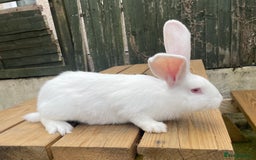 Continental Giant rabbits for sale: 2 male continental giants left - Image 6