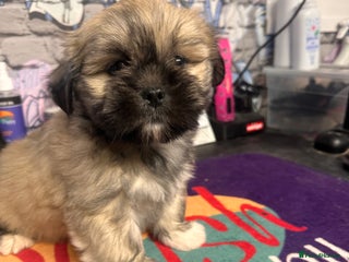 Lhasa Apso dogs - Advert 2