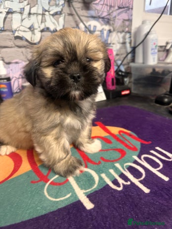 Lhasa Apso dogs - Advert 3