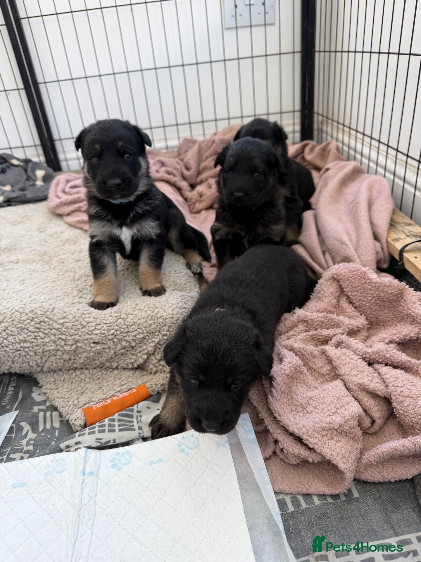 German Shepherd dogs Short haired German shepherd puppies  - Advert 2