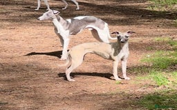 Whippet dogs for sale: Beautiful whippet puppies ready soon - Image 17