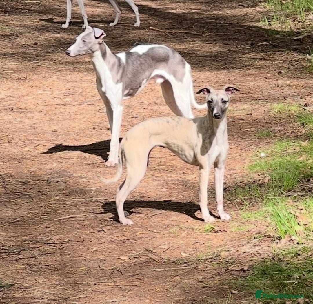 Whippet dogs for sale: Beautiful whippet puppies ready soon - Image 17