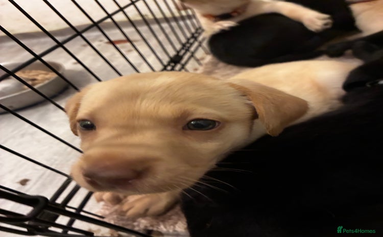 Labrador Retriever dogs - Advert 1
