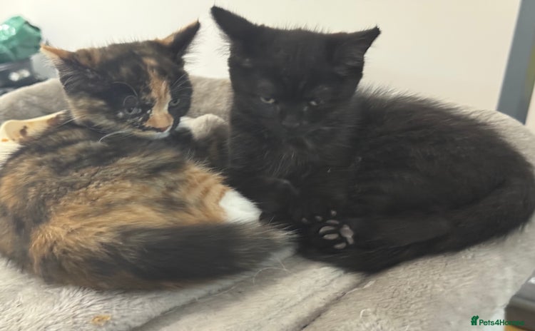 Persian cats - Advert 1