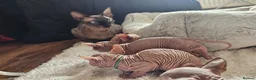 Sphynx cats for sale: 5 star kittens for 5 star homes - Advert 21